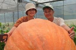 Thị trường - Tiêu dùng - Thu hoạch quả bí ngô hơn 170kg, người đàn ông ở Lâm Đồng có quyết định bất ngờ