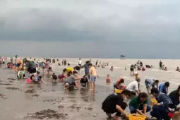 Không chỉ chợ nổi, miền Tây còn có trải nghiệm cào nghêu thú vị khó quên