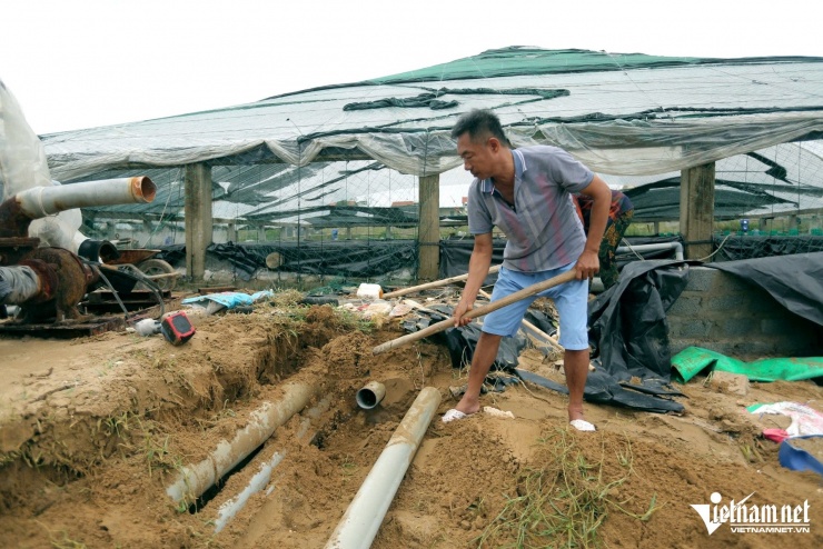 Ông Quân đang khắc phục lại đầm tôm của gia đình sau ảnh hưởng của bão số 5. Ảnh: Lê Dương