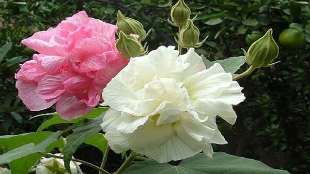 Hoa và lá phù dung được sử dụng chữa một số bệnh thường gặp.