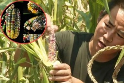 Thị trường - Tiêu dùng - Bỏ tiền triệu mua ngô chỉ để… ngắm, bí mật đằng sau khiến người trồng hốt bạc