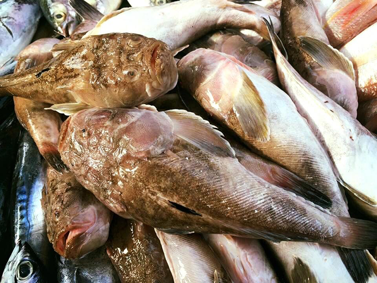 Với người dân vùng duyên hải Nam Trung bộ, cá bùng binh khá quen thuộc trong các bữa ăn hàng ngày. Với người dân vùng duyên hải Nam Trung bộ, cá bùng binh khá quen thuộc trong các bữa ăn hàng ngày.