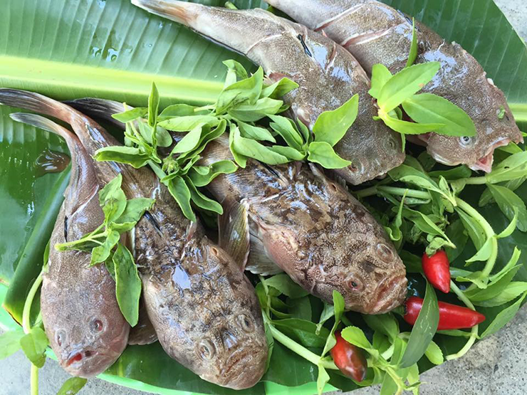 Có hai loại bùng binh là bùng binh đen và bùng binh vàng. Màu sắc của chúng khác nhau là do môi trường sống có khác biệt: sống trên nền bùn đáy sẫm màu cá sẽ có màu đen sẫm hơn cá sống trên nền cát biển. Có hai loại bùng binh là bùng binh đen và bùng binh vàng. Màu sắc của chúng khác nhau là do môi trường sống có khác biệt: sống trên nền bùn đáy sẫm màu cá sẽ có màu đen sẫm hơn cá sống trên nền cát biển.