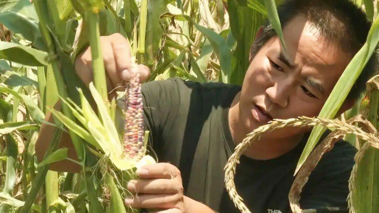 Bỏ tiền triệu mua ngô chỉ để… ngắm, bí mật đằng sau khiến người trồng hốt bạc - 2
