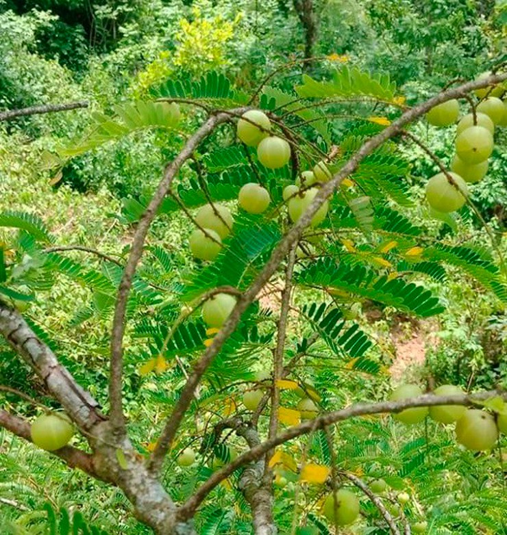 Ở núi rừng Tây Bắc, có một loại quả dại nghe tên rất độc lạ, vốn xưa kia chỉ mọc đầy trong rừng mà ít ai để ý nay thành đặc sản ở thành phố.
