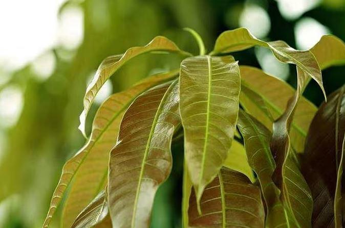Cây người Việt chỉ ăn quả, không ngờ lá quý như nhân sâm của người nghèo, ở quê mọc um tùm - 2 Cây người Việt chỉ ăn quả, không ngờ lá quý như nhân sâm của người nghèo, ở quê mọc um tùm - 2