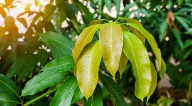 Cây người Việt chỉ ăn quả, không ngờ lá quý như "nhân sâm của người nghèo", ở quê mọc um tùm - 1