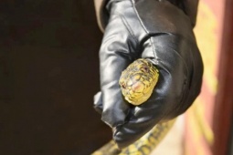 Nuôi loài “cận thị, sợ sáng”, ai thấy cũng sợ mà “hái ra tiền”