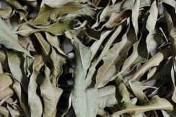 Cây người Việt chỉ ăn quả, không ngờ lá quý như "nhân sâm của người nghèo", ở quê mọc um tùm