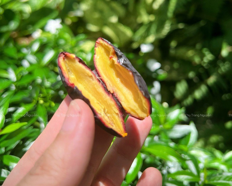 Quả trám nếp chị Trang mua với giá 160 nghìn đồng/kg để về ngâm mắm. (Ảnh: Thu Trang Nguyễn)