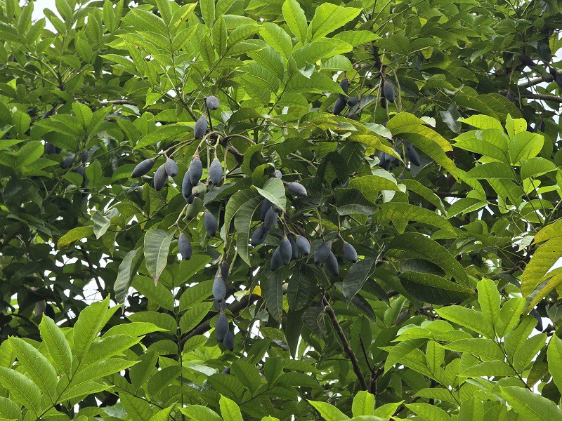 Quả trám đen là loại cây từng mọc hoang trên rừng, quả có thể làm ra được nhiều món ngon. (Ảnh: Trần Lưu)