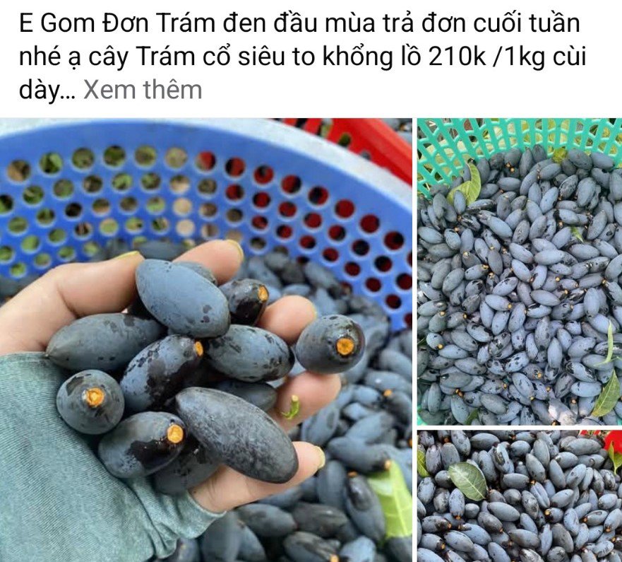 Quả trám đen giờ thành đặc sản có giá đắt đỏ lên tới 210 nghìn đồng/kg.