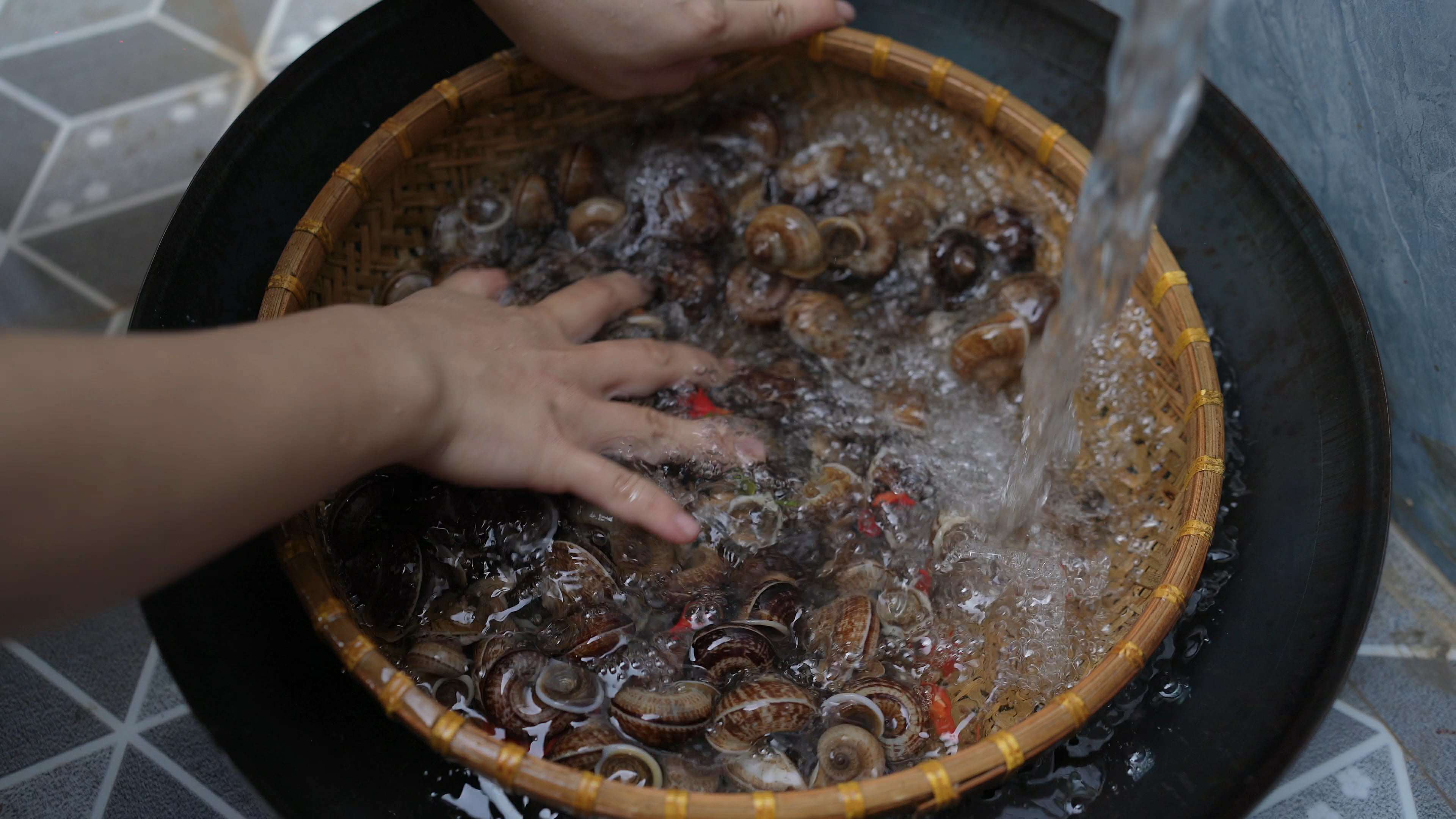  Ốc sau khi nhặt về sẽ được ngâm với nước sạch cùng một chút muối và ớt cho sạch nhớt rồi mang đi hấp. (Ảnh: Lê Thị Thuỷ)