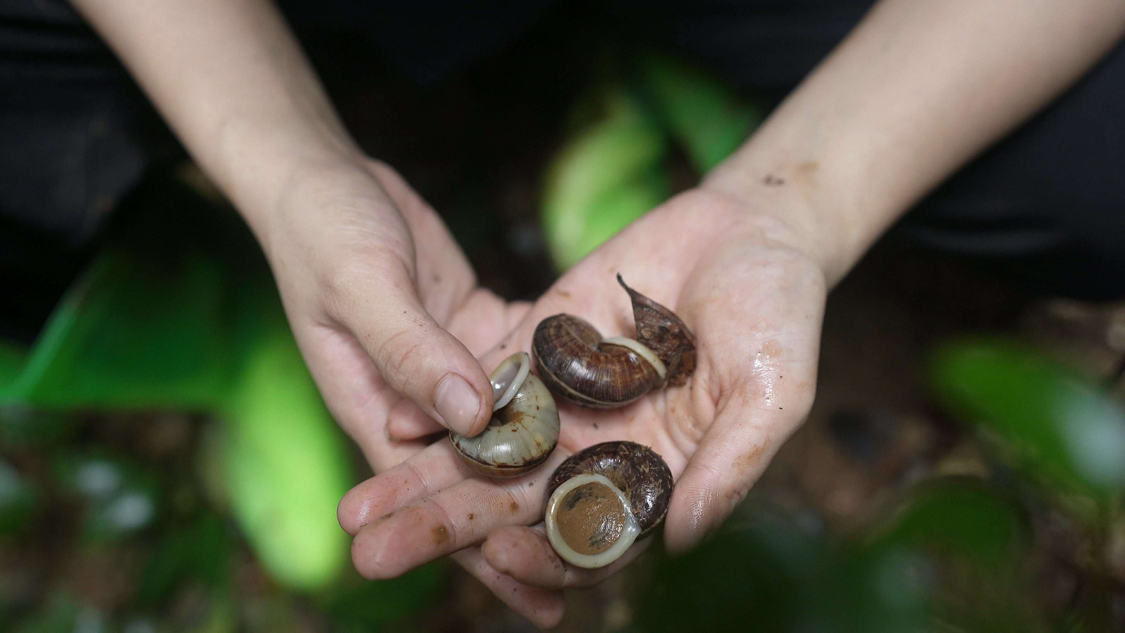 Chúng thường sống rải rác khắp nơi, chủ yếu ở các khe đá và chui ra sau cơn mưa hoặc vào ban đêm để tìm thức ăn. (Ảnh: Lê Thị Thuỷ)