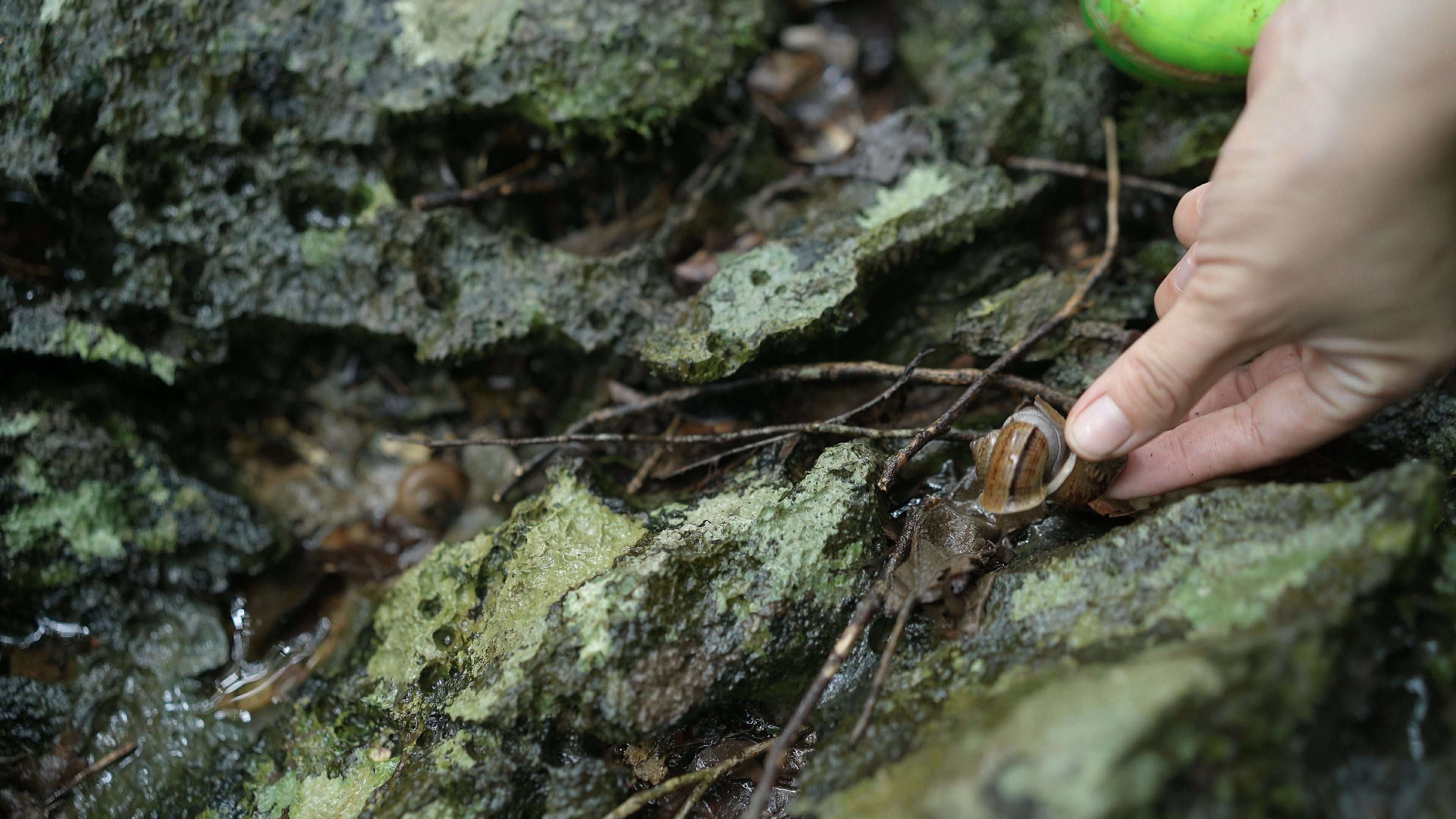 Thức ăn của ốc núi chủ yếu là các loại lá cây rừng, nhất là các loại cây dược liệu. (Ảnh: Lê Thị Thuỷ)