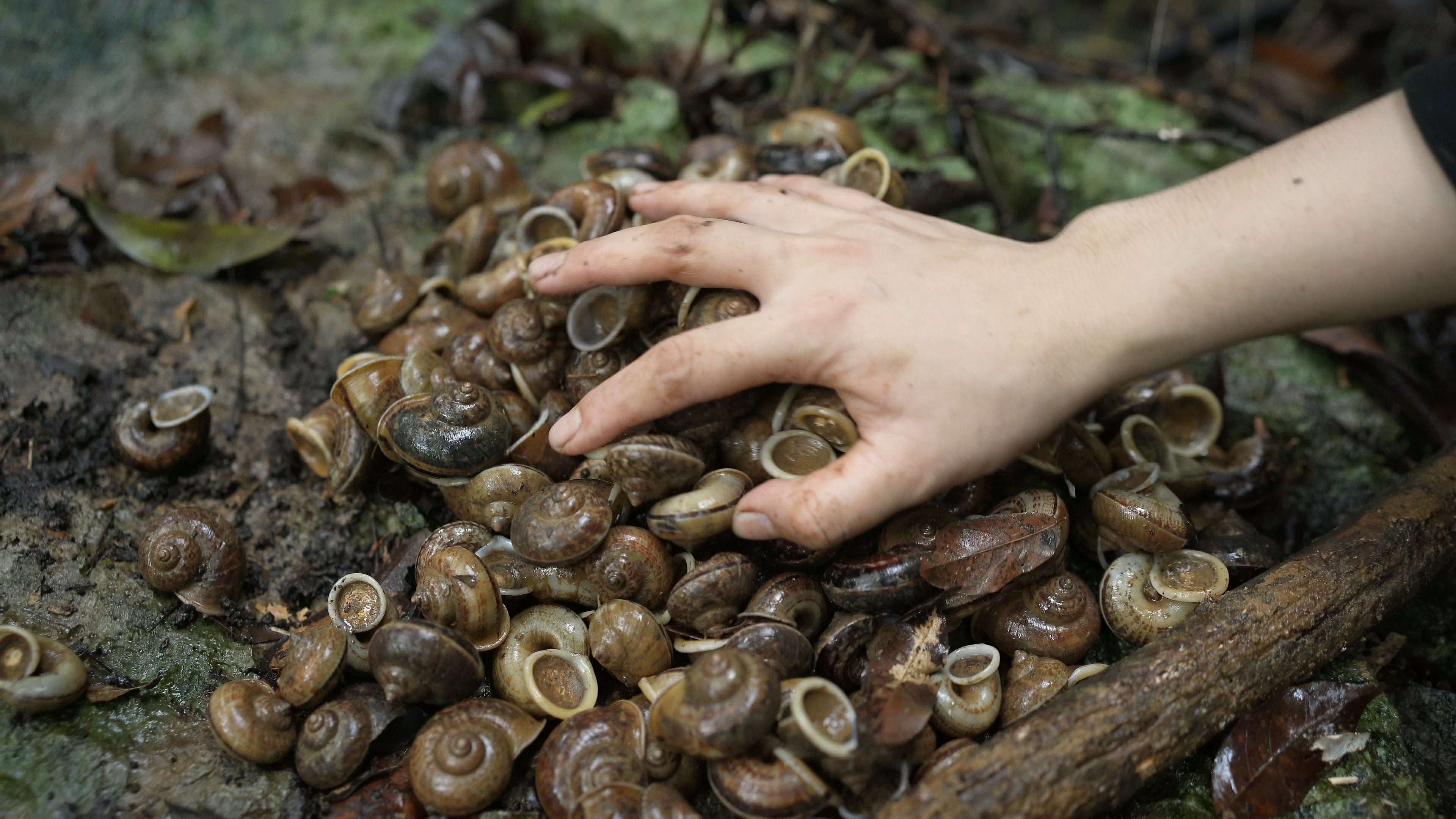 Ốc núi trước đây được người dân đi rừng nhặt về chế biến thành các món ăn, sử dụng trong bữa cơm hàng ngày, ít người mua bán nên lượng ốc trên rừng còn nhiều. (Ảnh: Lê Thị Thuỷ)