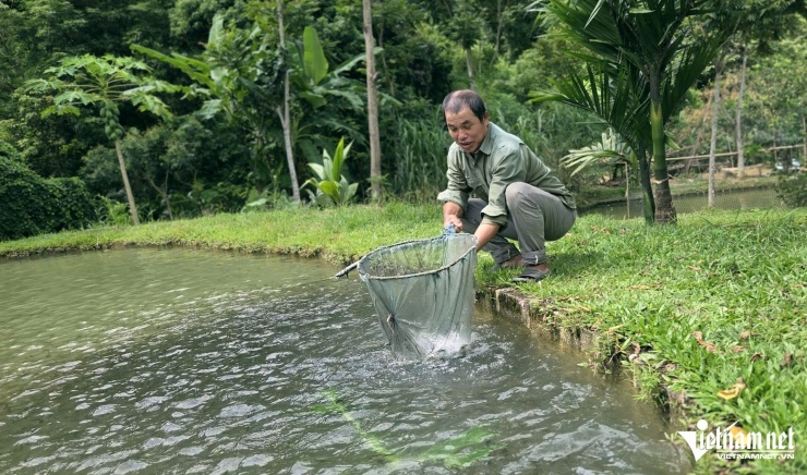Nhờ nuôi cá dầm xanh, gia đình ông Khường thu lợi nhuận 400-500 triệu đồng mỗi năm. Ảnh: Lê Dương