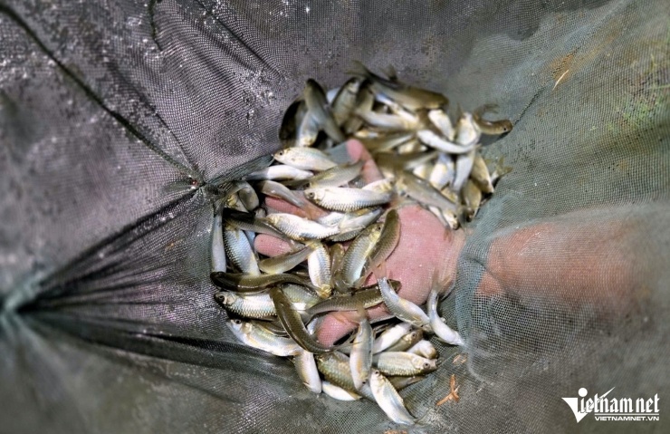 Ông Khường sử dụng số tiền đầu tiên thu được từ cá dầm xanh giống để mở rộng ao nuôi cá. Ảnh: Lê Dương