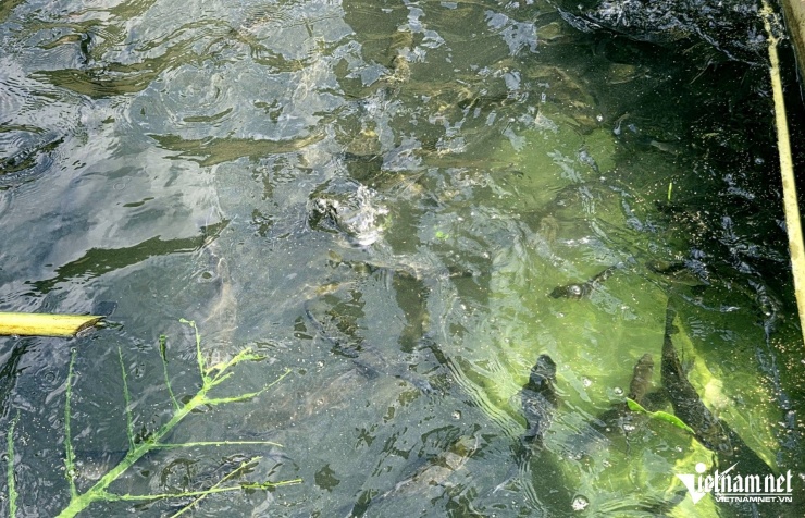 Cá dầm xanh thương phẩm trên thị trường hiện có giá 150.000 đồng/kg. Ảnh: Lê Dương