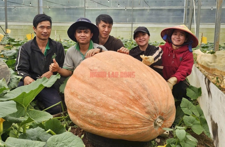 Những ngày qua, anh Nguyễn Nhật Quang (ngụ phường Cam Ly - Đà Lạt) cho biết đã thu hoạch những quả bí ngô khổng lồ trong vườn và gửi đi các tỉnh thành cho các đối tác đặt mua.