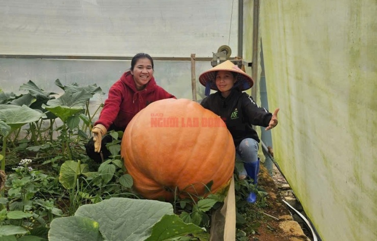 Vườn bí ngô của anh Quang nhiều năm nay cho ra những quả bí ngô khổng lồ nổi tiếng ở Đà Lạt, thường được các điểm du lịch khắp cả nước đặt mua để trưng bày trong các dịp đặc biệt.