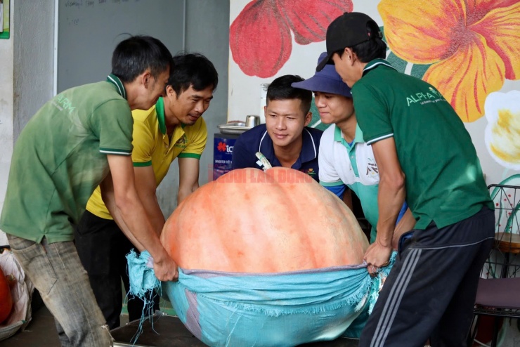 Trong dịp này, anh Quang cho thu hoạch hàng chục quả bí ngô khổng lồ có cân nặng từ 70 - 170 kg, có quả rất nặng phải huy động 4 người cùng khiêng mới di chuyển được quả bí ra khỏi vườn.