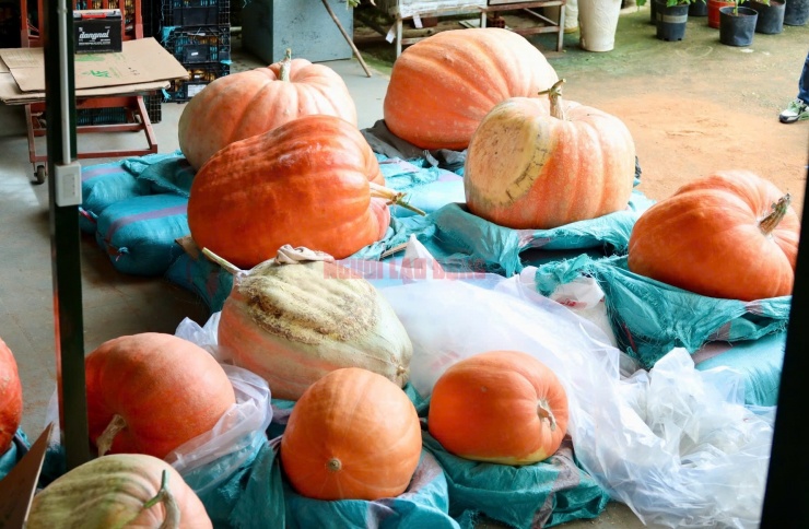 Những quả bí ngô thu hoạch được tập kết về sân để cân, xử lý bề mặt, vệ sinh sạch sẽ