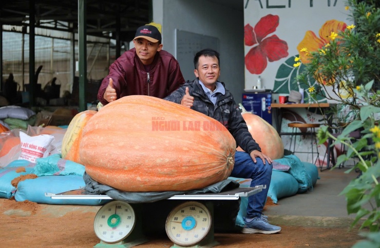 Trong đợt thu hoạch, trang trại của anh Quang thu được quả bí ngô lớn nhất từ trước đến nay, nặng 174 kg