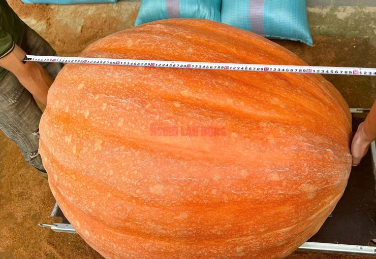 Chiều dài quả bí (khi đặt nằm ngang) là 0,9 m và chu vi nơi to nhất là 2,8 m. Chủ vườn cho rằng đây là quả bí ngô lớn nhất từ trước đến nay ở vườn. Quả bí ngô lớn nhất từng được ghi nhận chỉ nặng hơn 126 kg, thu hoạch vào năm 2019.