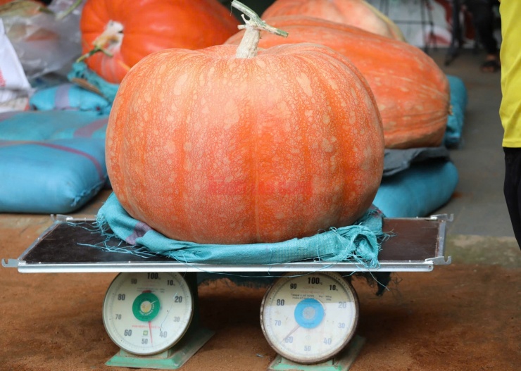 Hàng chục quả bí khác nặng từ 70 kg đến hơn 100 kg cũng được thu hoạch dịp này và có người đặt mua. Anh Quang cho biết đã thử nghiệm trồng giống bí ngô này từ năm 2019. Đến nay sau nhiều năm nghiên cứu và đúc kết kinh nghiệm, vườn nhà anh đã cho ra kết quả khả quan với quả bí nặng 174 kg.