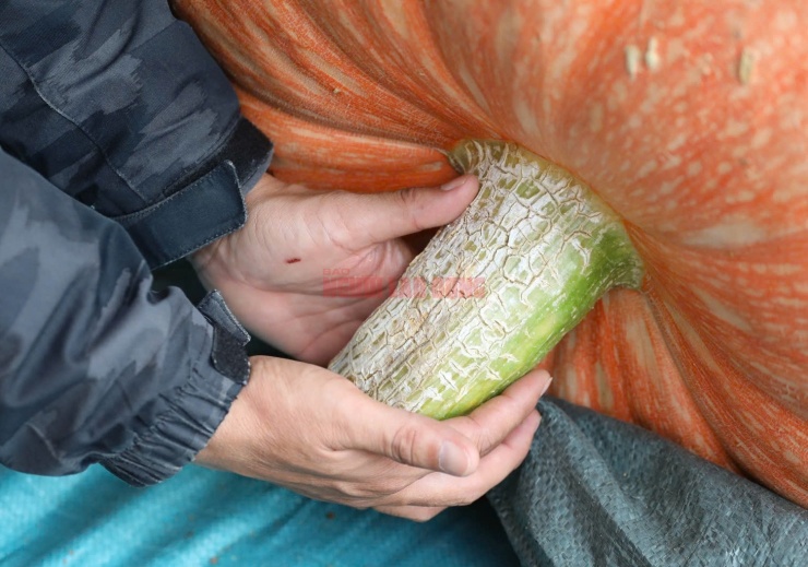 Cuống quả bí ngô khổng lồ to hơn cổ tay người lớn.