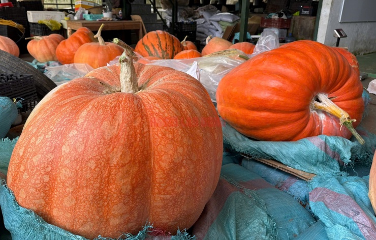 Những quả bí sẽ được xử lý kĩ thuật để tăng thời gian trưng bày trước khi đóng gói gửi đến khách hàng.