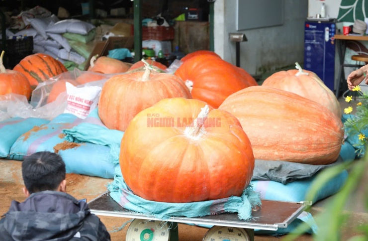 Kích cỡ vượt trội của những quả bí ngô khổng lồ