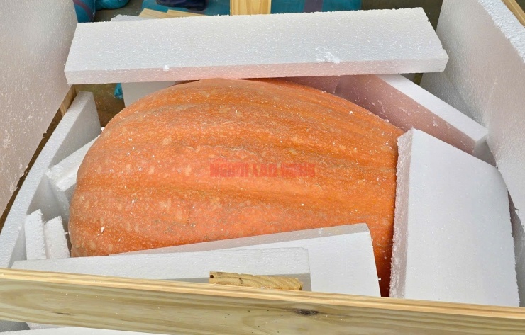Quả bí nặng 170 kg được đóng gói cẩn thận khi gửi đi Đà Nẵng