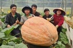 Bí ngô khổng lồ ở Đà Lạt nặng 174 kg, 4 người khiêng ra khỏi vườn