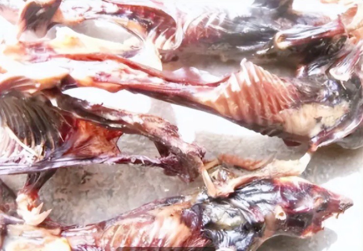 Đem loài gây hại đi ngâm rượu, giá tăng “đột biến” hơn 1 triệu/kg - 3