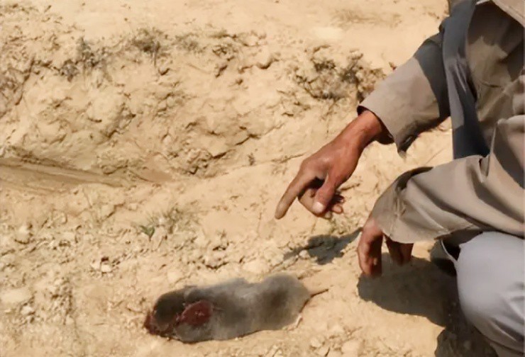 Đem loài gây hại đi ngâm rượu, giá tăng “đột biến” hơn 1 triệu/kg - 1