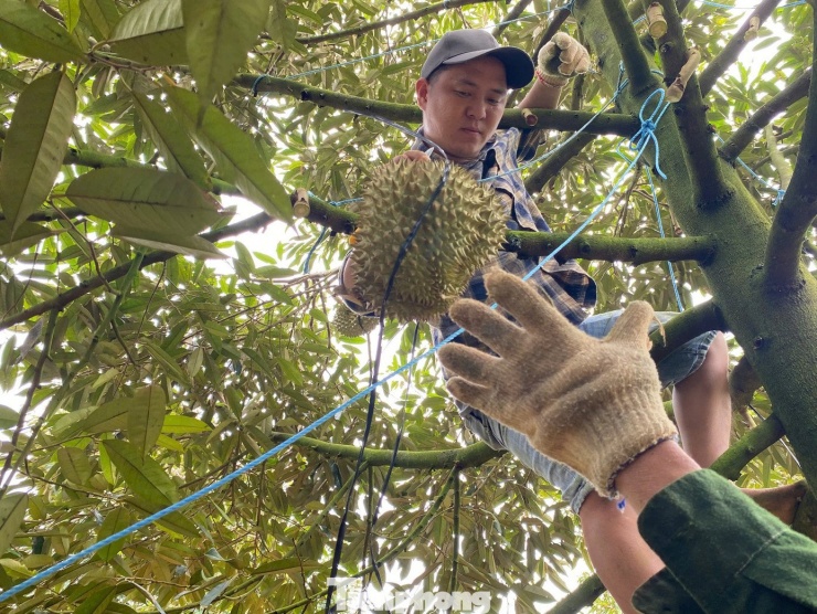 Đắk Lắk - thủ phủ sầu riêng đang bước vào vụ thu hoạch. Dù vào vụ chính song không khí thu hoạch không sôi động như mọi năm.