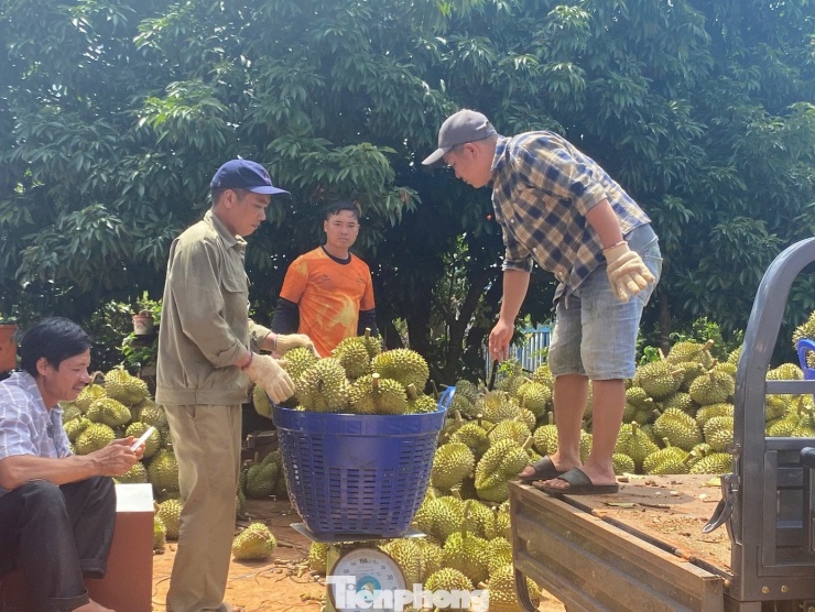 Theo ông Lê Anh Trung - Hiệp hội sầu riêng tỉnh Đắk Lắk, hoạt động thu mua, đóng gói xuất khẩu vẫn diễn ra bình thường, cảnh tranh mua, tranh bán hầu như không còn.