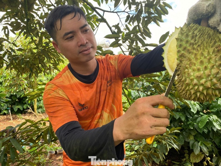 Anh Huỳnh Tấn Lợi (xã Quảng Phú, tỉnh Đắk Lắk) có hơn 10 năm thu mua sầu riêng cho biết, mặt hàng này nhanh có lời nhưng cũng dễ bay “sổ đỏ” nếu cắt trúng hàng sượng, giá bị “sụp”.