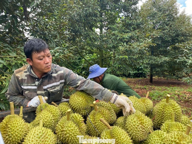 Năm nay đối tác nhập khẩu (Trung Quốc) siết chặt yêu cầu kiểm dịch thực vật, an toàn thực phẩm.