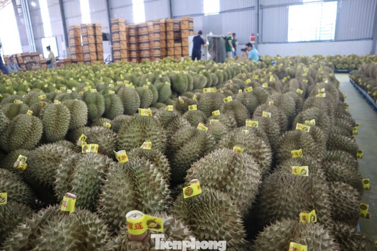 Là doanh nghiệp thu mua, trực tiếp xuất khẩu sang thị trường Trung Quốc, bà Trần Thị Yến Thư - Giám đốc Công ty TNHH Trái cây Hồng Sang - cho biết, chất lượng là yếu tố quan trọng quyết định đến giá cả cũng như sức tiêu thụ và thương hiệu của sầu riêng Việt Nam. Khi chất lượng đảm bảo, bà con sẽ bán được giá tốt, yên tâm về đầu ra.