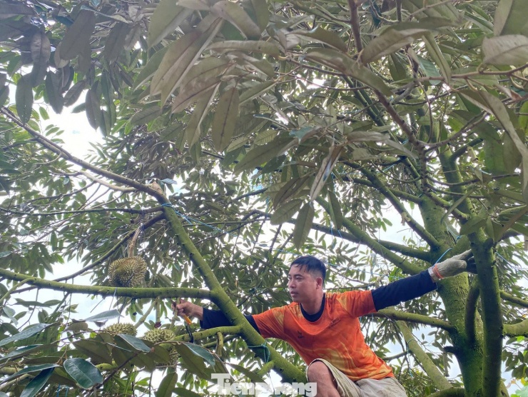 Thực tế, bản thân anh Lợi và nhiều thương lái khác đã trải qua cảnh chở hàng đi suốt đêm tìm kho mua sầu riêng. Bởi khi mua trúng hàng sượng, chất lượng không đạt, chủ vựa chê, bị "đạp" xuống hàng dạt, lỗ nặng.