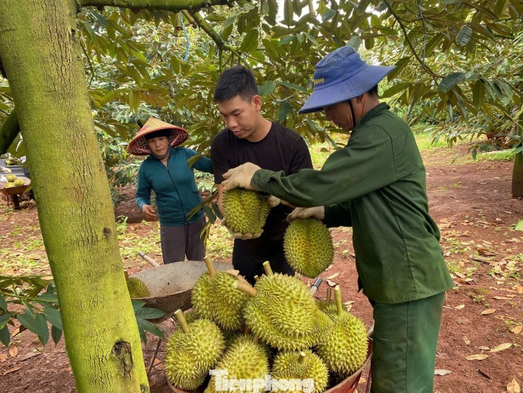 Theo thống kê, toàn tỉnh Đắk Lắk có gần 40.000ha sầu riêng, dự kiến sản lượng 2025 đạt hơn 390.000 tấn. Năng suất, chất lượng sầu riêng năm nay được đánh giá ổn định, quả đồng đều hơn, tỷ lệ đạt chuẩn xuất khẩu chính ngạch tăng cao. Đây là tín hiệu tích cực cho sự phát triển bền vững của ngành hàng.