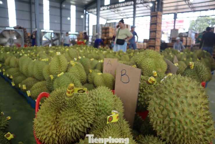 Theo Hiệp hội sầu riêng Đắk Lắk, giá bán phụ thuộc vào chất lượng. Nếu sản phẩm bị sượng hoặc không kiểm soát tốt dư lượng, doanh nghiệp phải bỏ chạy. Khi đó, dù giá chỉ 35.000 đồng/kg cũng không ai mua và doanh nghiệp vẫn bị lỗ. Ngược lại, nếu nông dân sản xuất đúng quy trình, truy xuất nguồn gốc rõ ràng và kiểm soát dư lượng tốt, tỷ lệ trái cây đạt chất lượng cao, nông dân có thể bán giá 75.000 đồng/kg mà doanh nghiệp vẫn có lời.