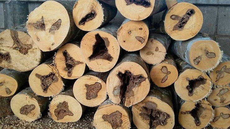 Các chuyên gia đánh giá trầm hương Việt Nam có chất lượng tốt nhất thế giới. Điều này được lý giải là do điều kiện địa lý, khí hậu thuận lợi nên tạo điều kiện tốt cho cây dó bầu phát triển, từ đó sản sinh ra loại trầm hương có chất lượng tốt.