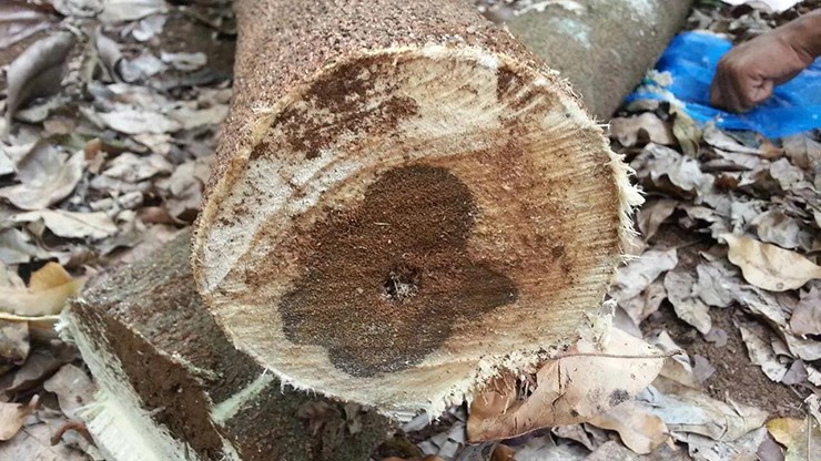 Để bảo vệ mình, cây tiết ra nhựa thấm vào các thớ gỗ xung quanh vùng hở, tạo nên một loại gỗ chứa nhựa để chữa lành với hương thơm đặc trưng. 