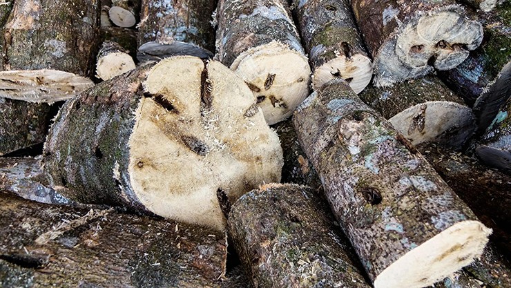 Sau hàng chục năm, lớp nhựa này hấp thụ thổ nhưỡng, sau đó ăn sâu vào tâm gỗ và tạo ra gỗ trầm hương.
