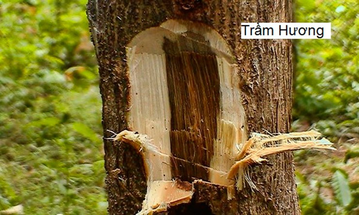 Cây dó bầu thường sinh trưởng chủ yếu ở các khu rừng nguyên sinh và vùng nhiệt đới như Đông Nam Á. Tại Việt Nam, người ta cũng ghi nhận sự phát triển của cây bầu dó tại khu vực miền Trung và miền Nam.