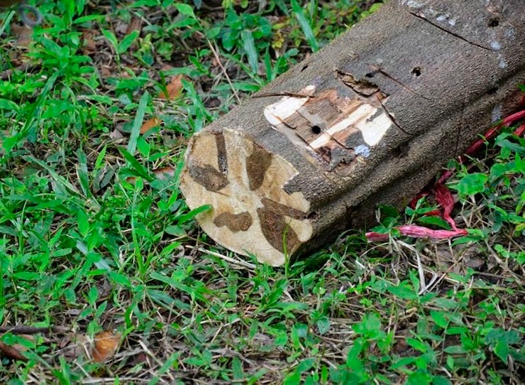 Điểm đặc biệt của loại gỗ này chính là khả năng tỏa ra hương thơm nhẹ nhàng, thanh mát vô cùng đặc trưng. 